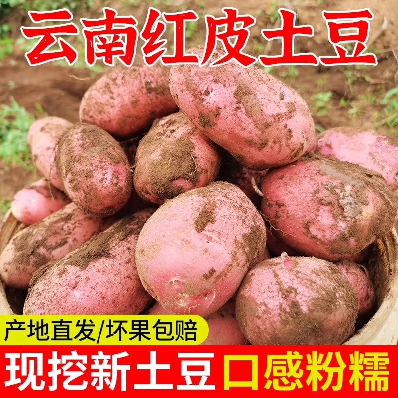 云南高原红皮黄心土豆农家现挖马铃薯洋芋当季蔬菜批发