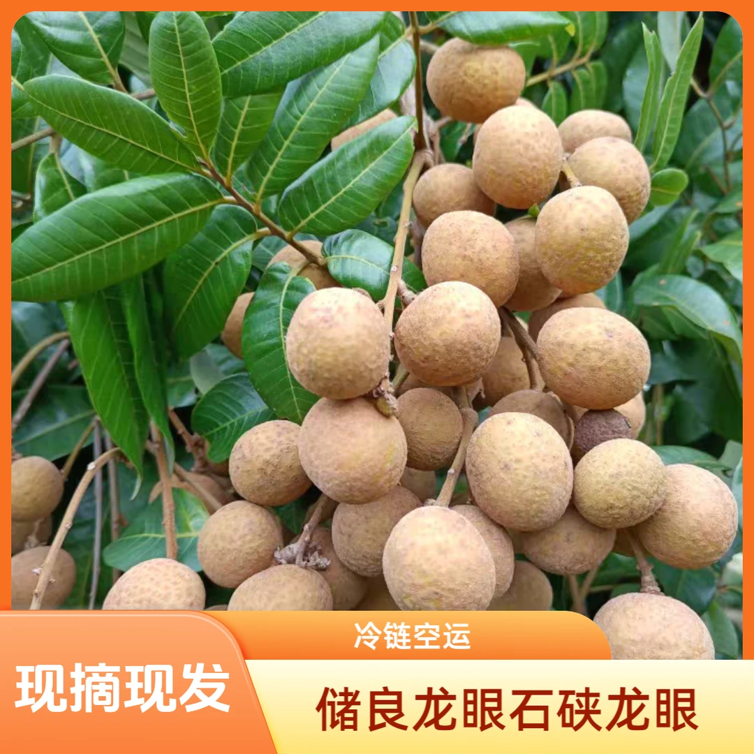广东高州储良龙眼石硖龙眼现摘现发当季水果孕妇水果净4.5斤9.5斤