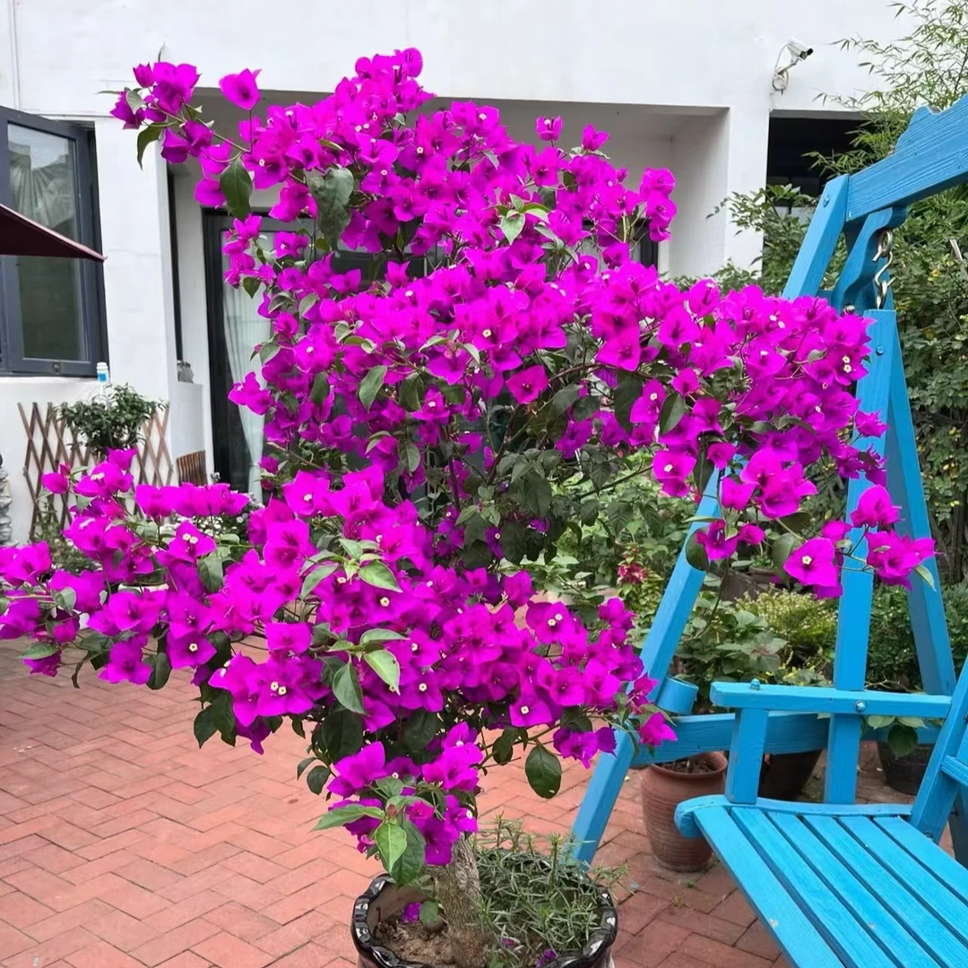 宇花 【安格斯梦幻云南紫2加仑】勤花爬藤观花三角梅