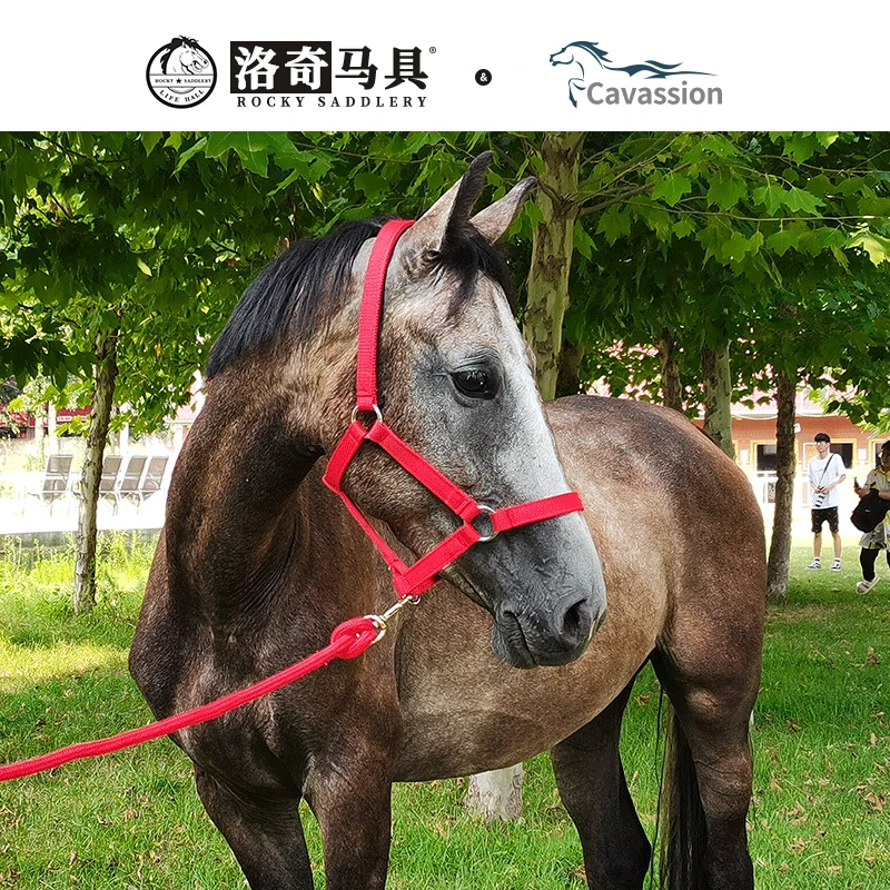马笼头 牵马笼头 马具 笼头 马术用品 洛奇马具8218001