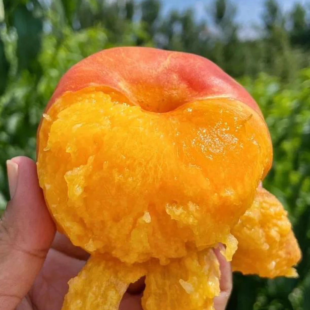 【京东快递】山东彩虹油蟠桃4斤装香甜可口当季新鲜水果清甜多汁