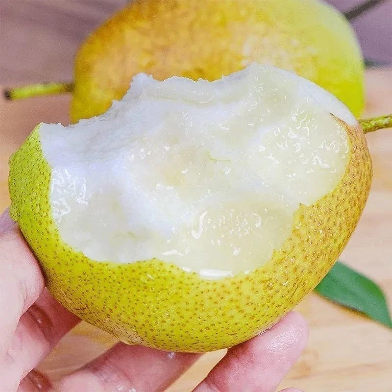 【产地直发】陕西香梨新鲜梨子酥脆皮薄水果香应季红香梨9.5斤包邮