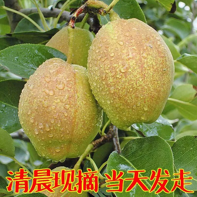 正宗陕西香梨新鲜水果梨子脆甜皮薄即食应季红香酥梨3/9斤包邮