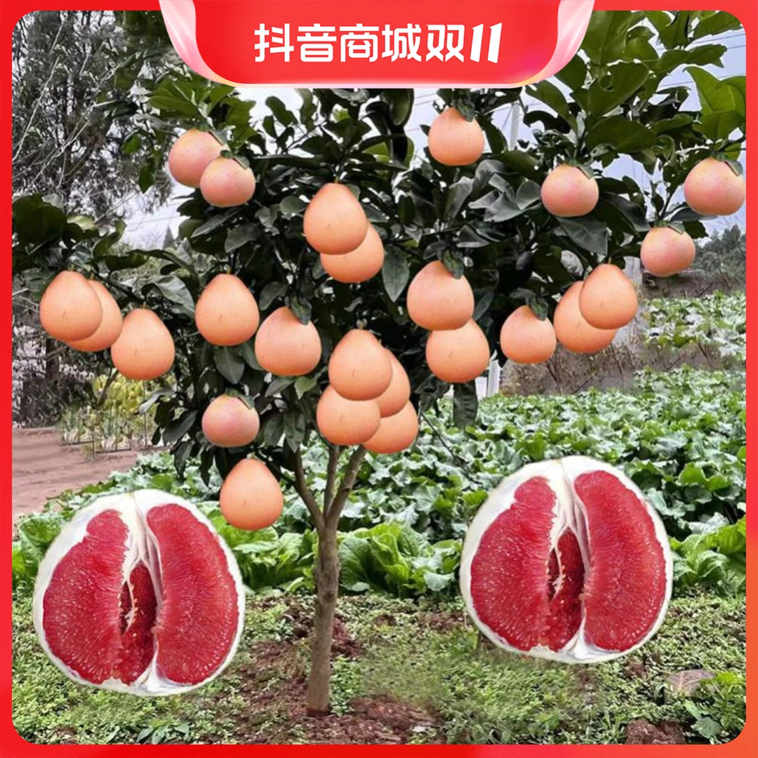 柚子树苗红心红肉蜜柚嫁接果树果苗南方北方种植当年结果三红蜜柚