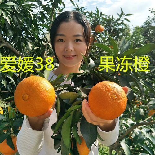 爱媛38号柑橘苗特大早熟橘子苗红美人果冻橙苗四川正宗嫁接柑橘苗