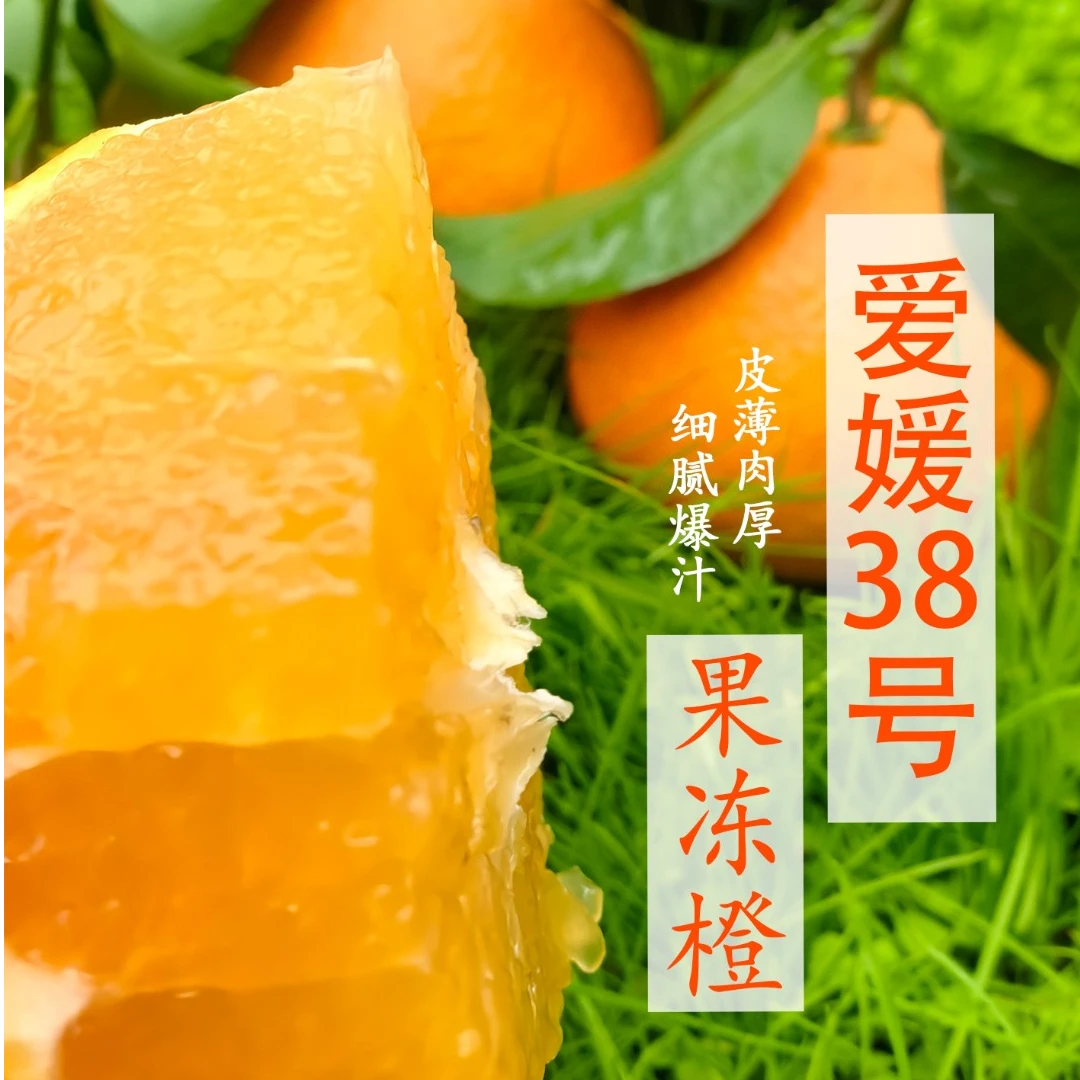 【产地直发】四川爱瑗38号果冻橙  汁多味美