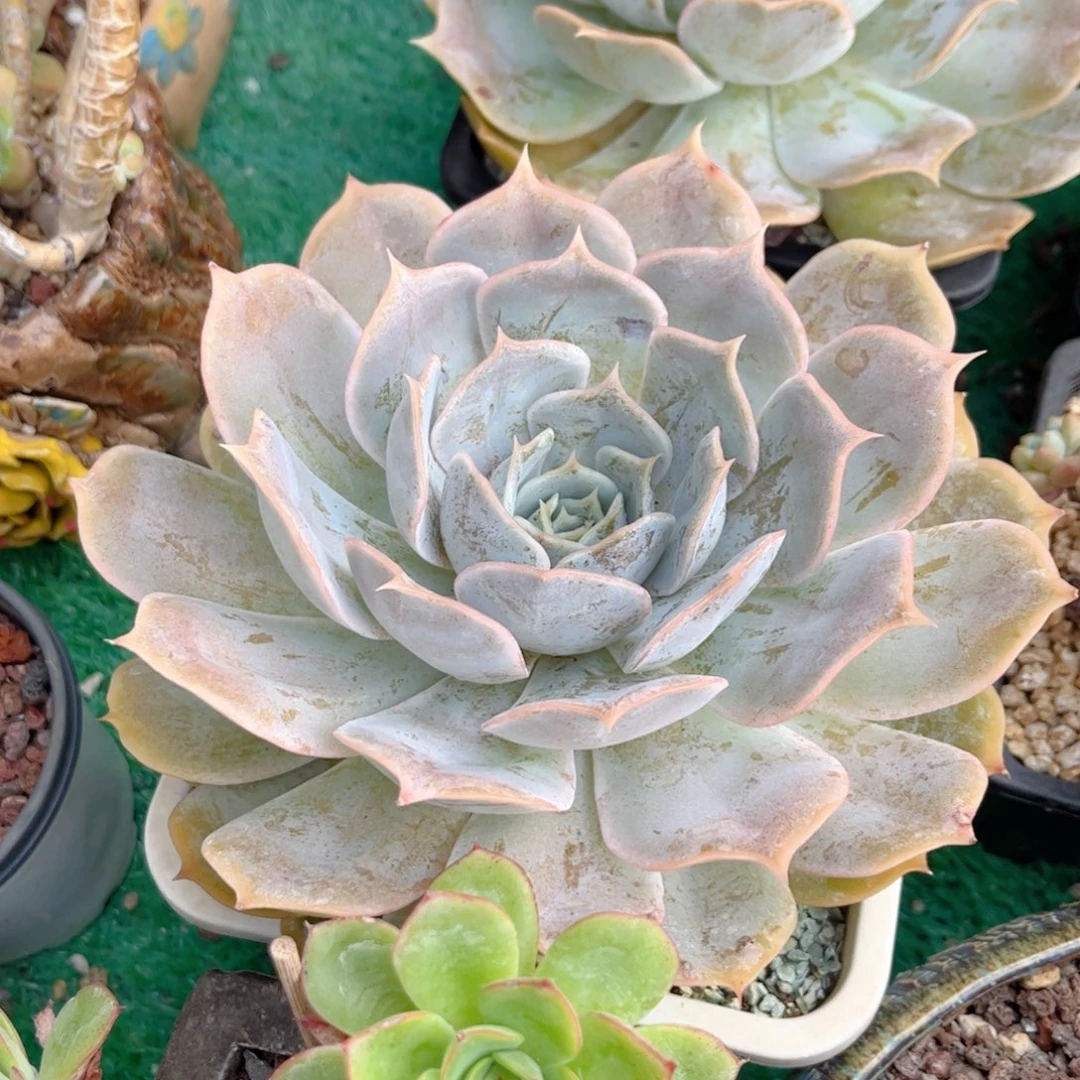 红陶20CM（含）-50CM（不含）