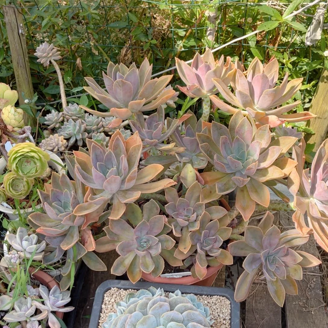 红陶200CM（含）-230CM（不含）