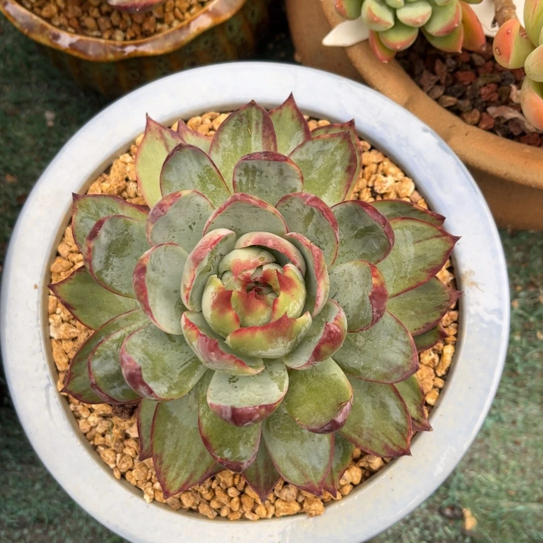 红陶300CM及以上