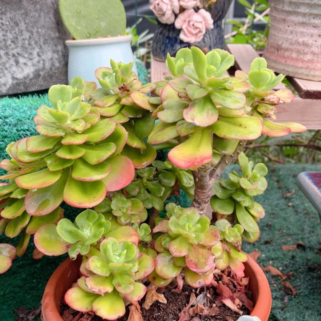 红陶20CM（含）-50CM（不含）
