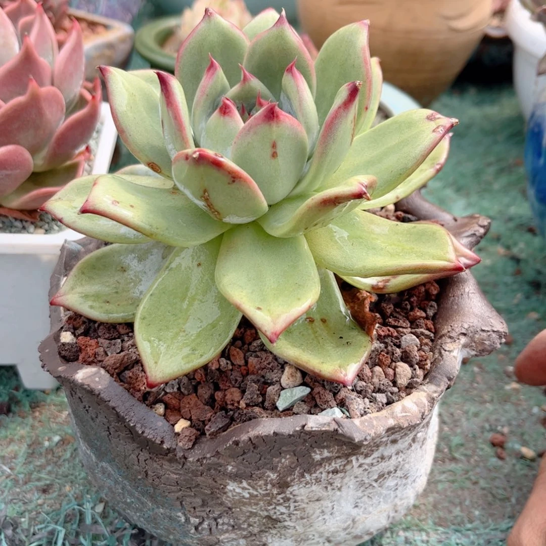 红陶20CM（含）-50CM（不含）