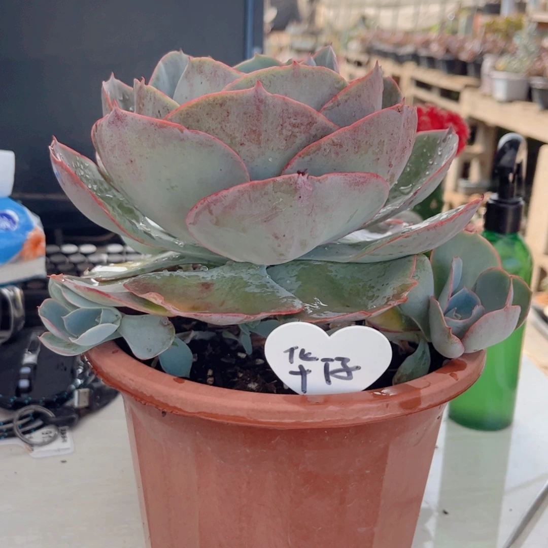 红陶200CM（含）-230CM（不含）华*