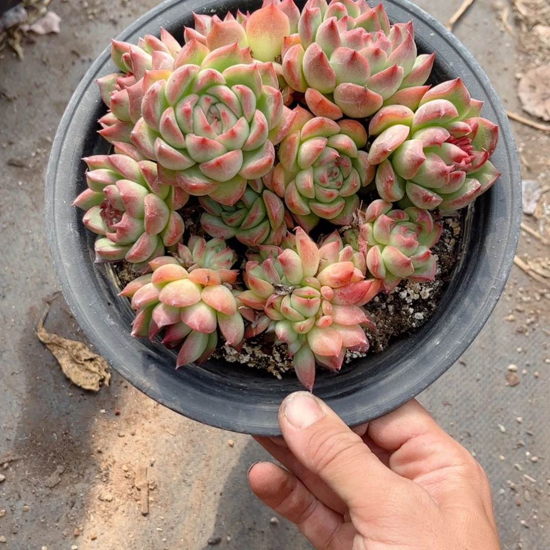 红陶20CM(含)-50CM(不含)好****”