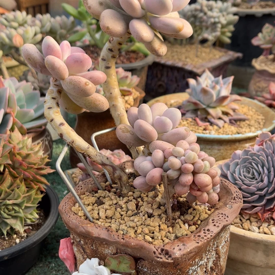 红陶桃蛋缀化66666666