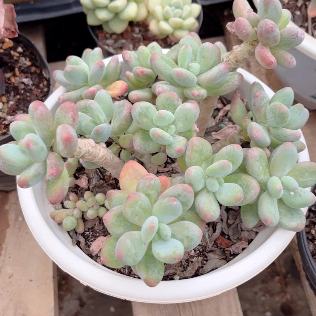 红陶20CM（含）-50CM（不含）