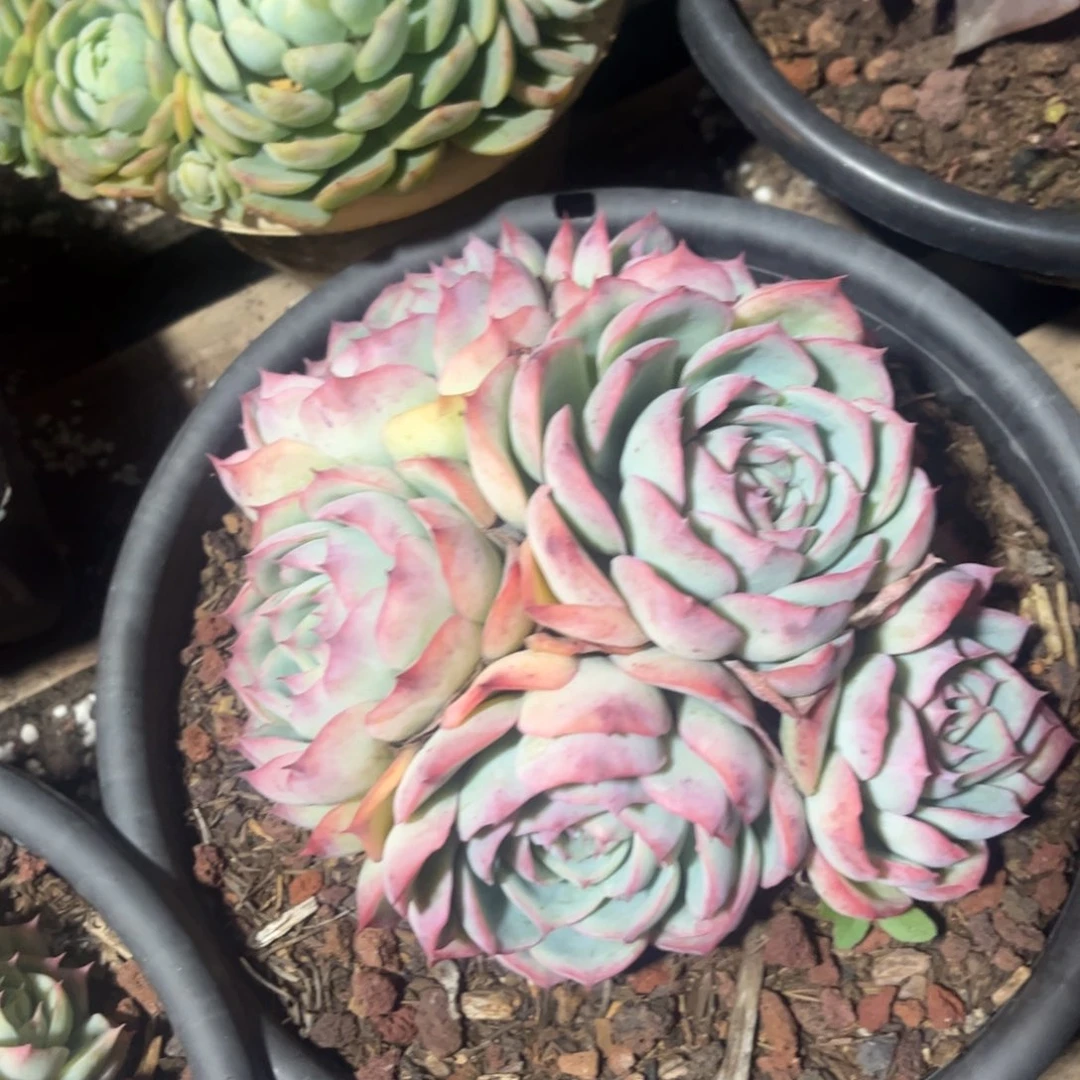 红陶20CM（含）-50CM（不含）