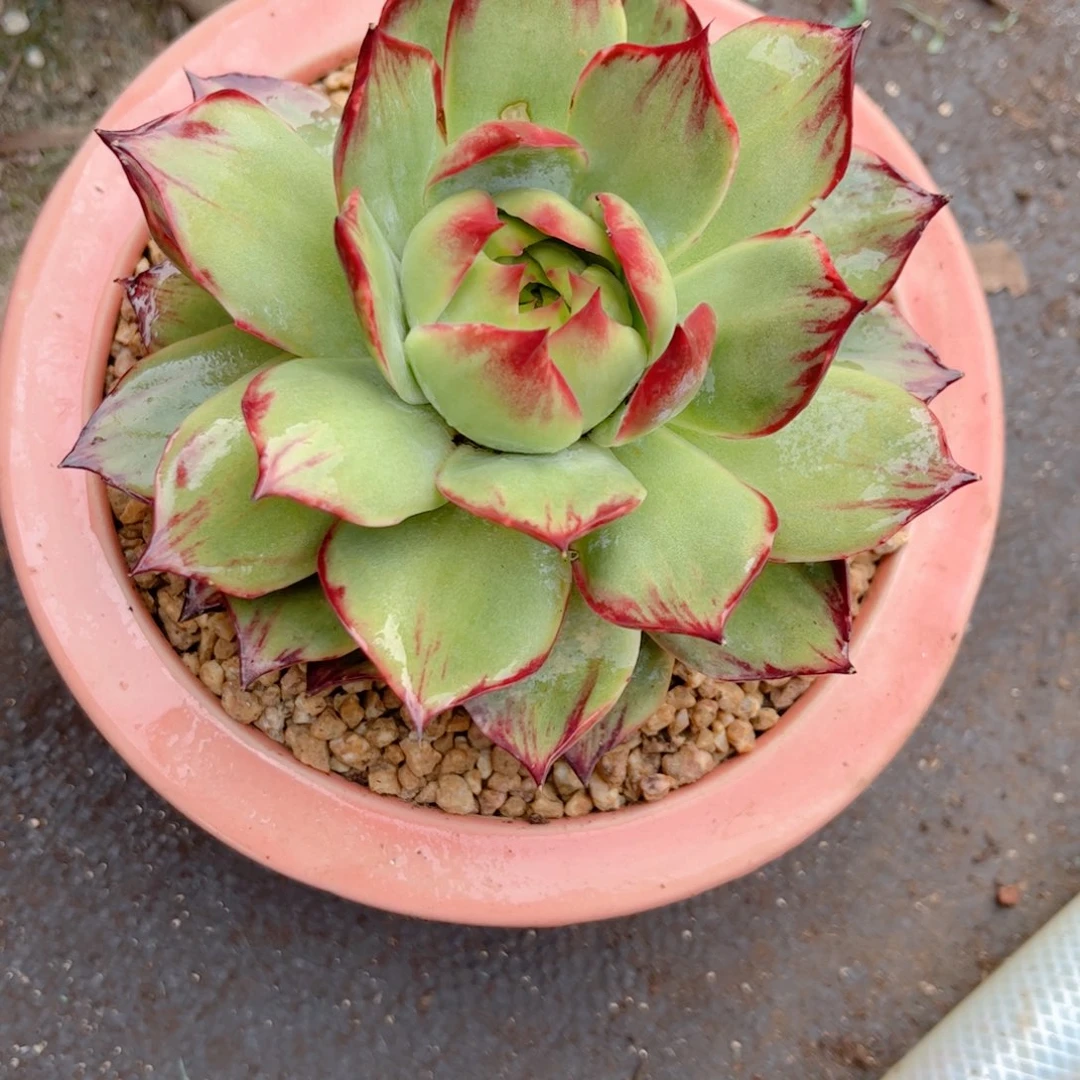 红陶20CM（含）-50CM（不含）空*哇