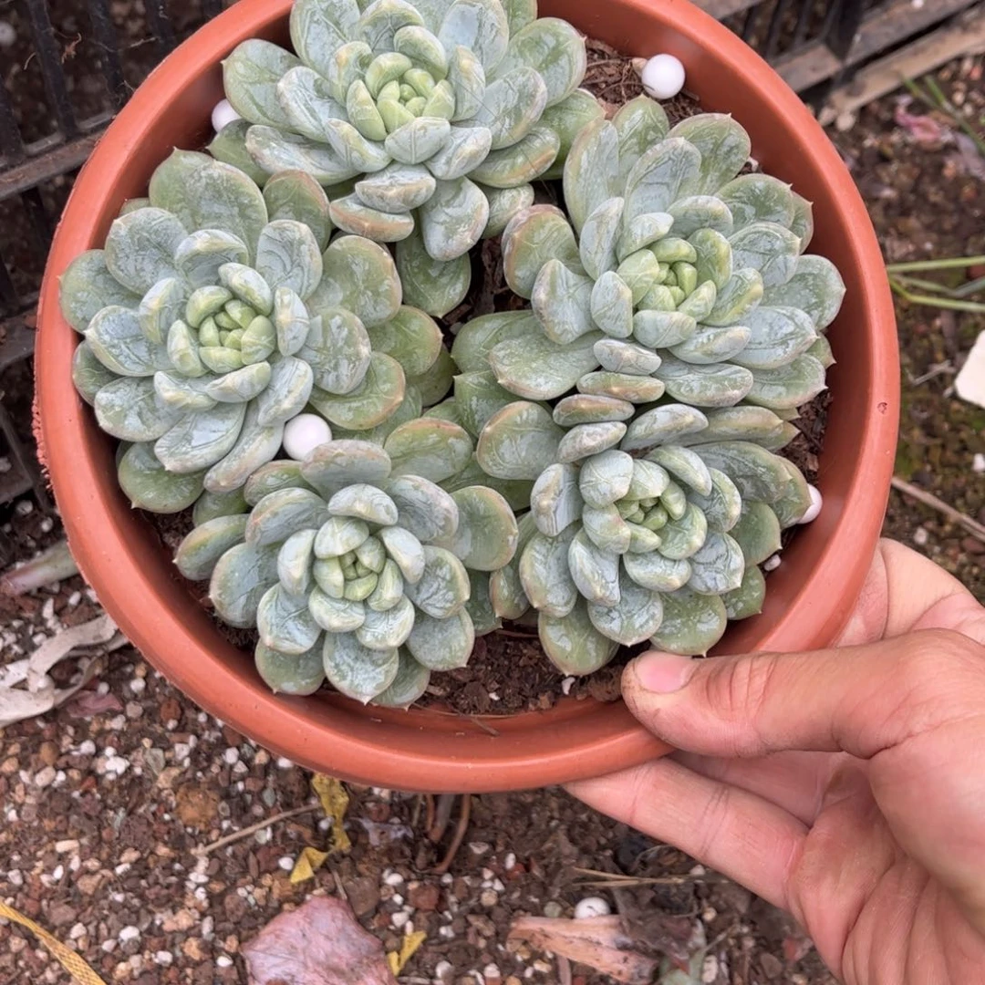 红陶20CM（含）-50CM（不含）锦***帅