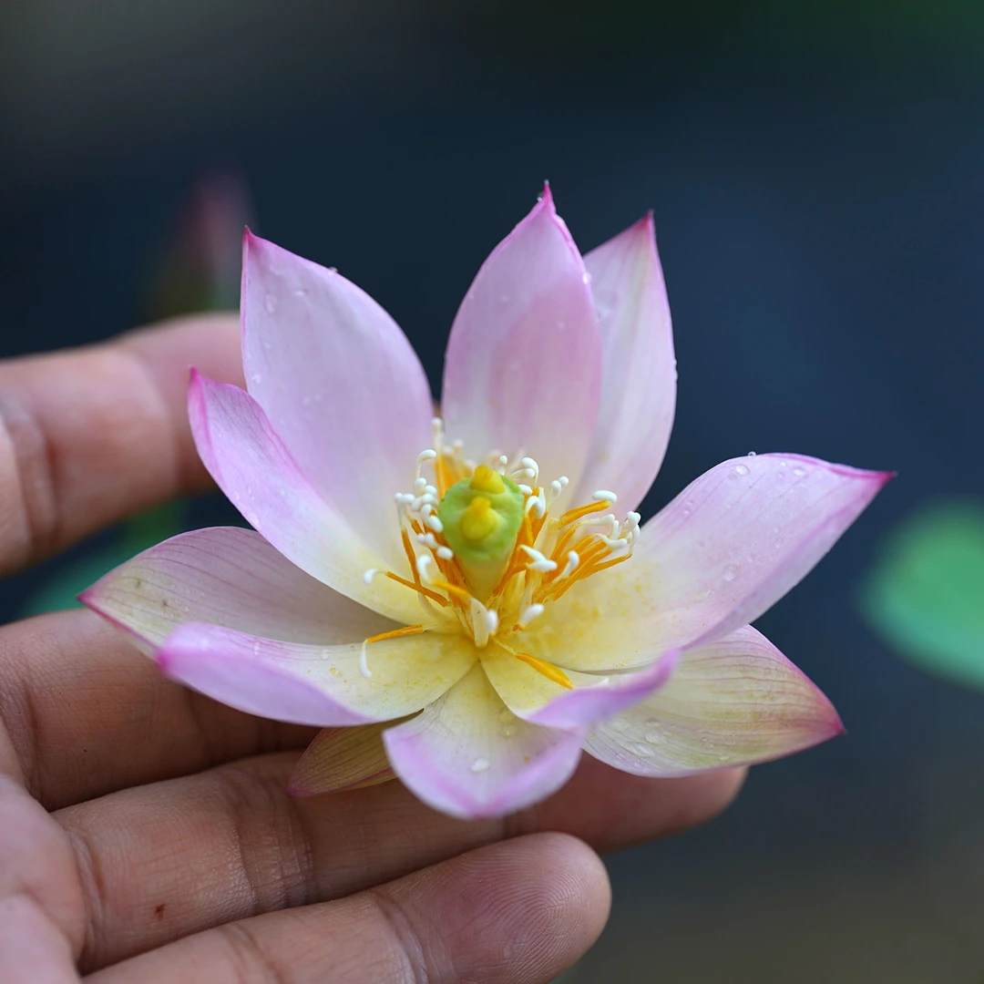 周劲松【蝶粉】家庭窗阳露台小微型水生花卉植物盆栽碗莲荷花种藕苗