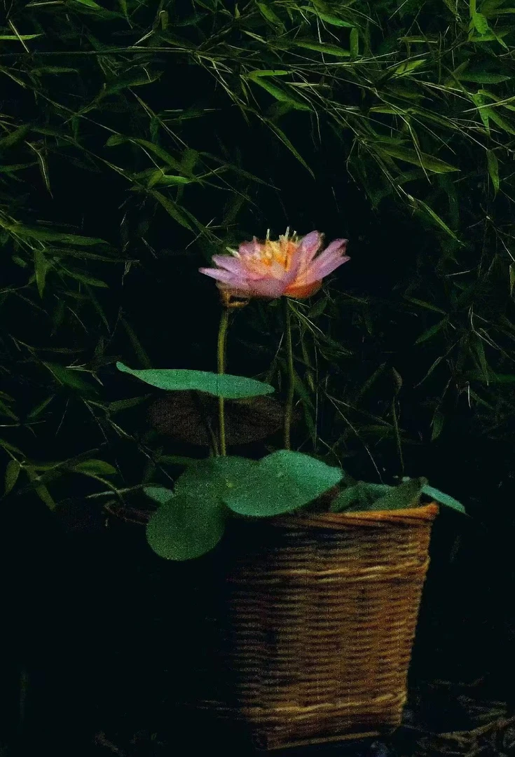 周劲松【罗衣】周劲松直播观赏小微型窗阳台盆栽种植碗莲花种藕苗
