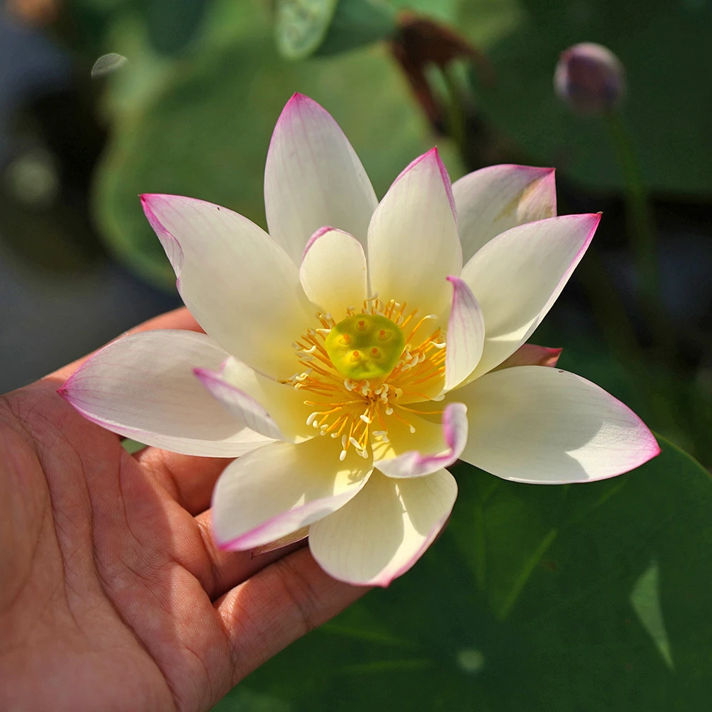 新品【纤·水湄】周劲松直播水生培植物小型睡盆栽碗莲荷花种藕苗