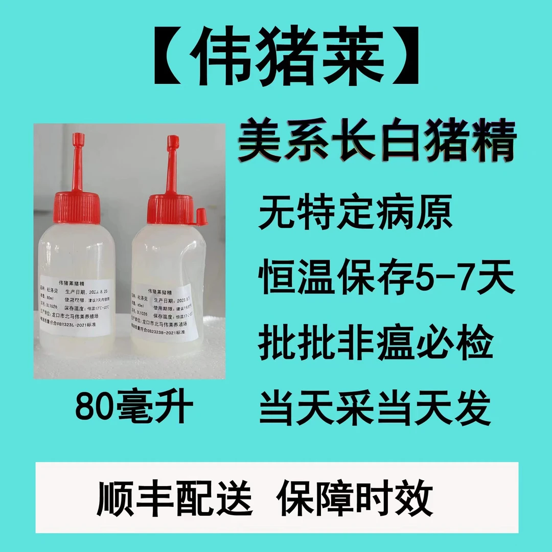纯繁级美系长白猪精现采快发80ml/瓶每批都非瘟检测，发两瓶