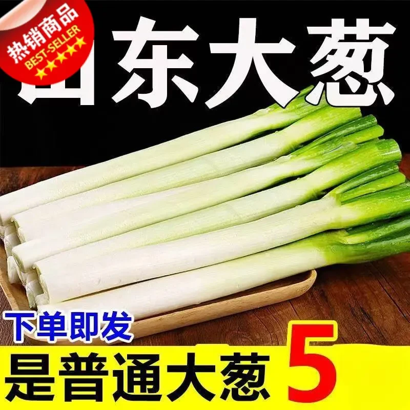 大葱山东铁杆大葱批发新鲜浓郁大葱食用现挖营养好吃提味味美