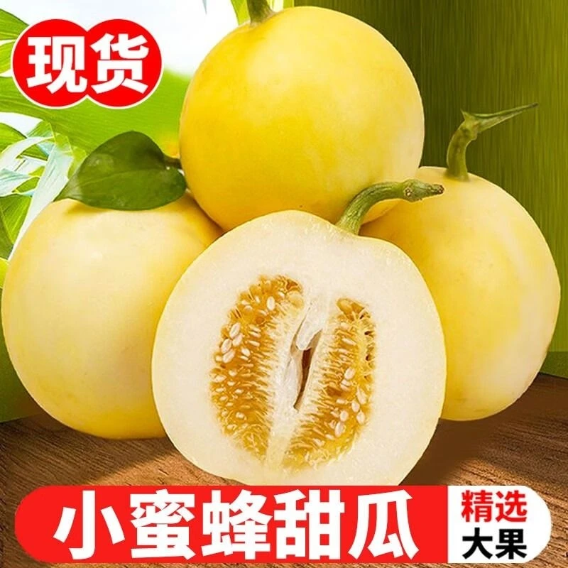 山东小甜瓜小蜜蜂新鲜采摘甜瓜皮薄瓤甜多汁头茬香甜美味自然甜蜜