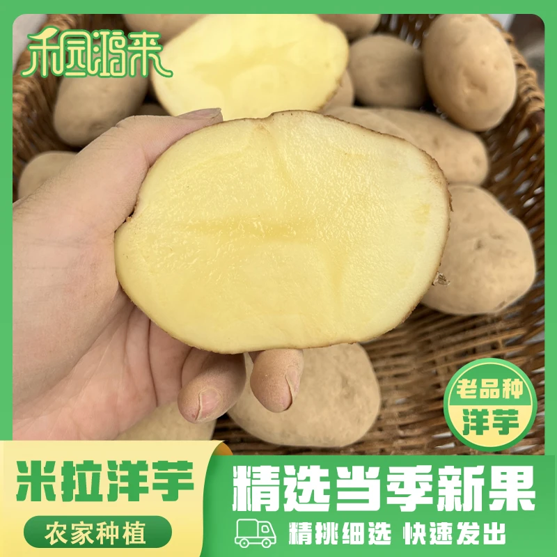 直播间专享2025新贵州威宁老品种米拉洋芋新黄心沙面粉糯土豆毕节