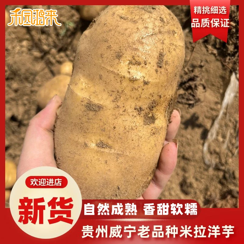 送麻辣面2025贵州威宁老品种米拉洋芋新黄心沙面土豆毕节农家生鲜