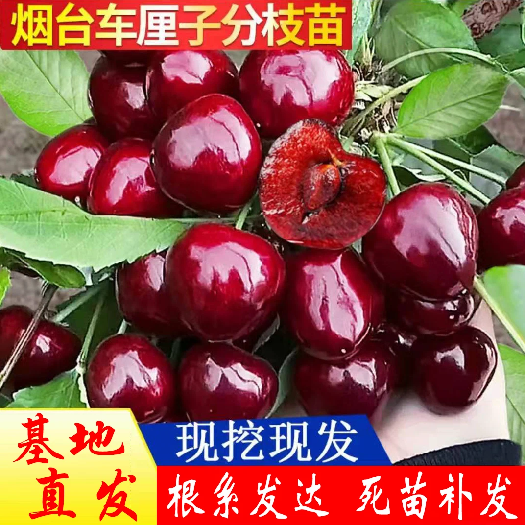 普通【3.5公分左右车厘子樱桃苗】果树苗地栽院栽耐寒种植基地发货