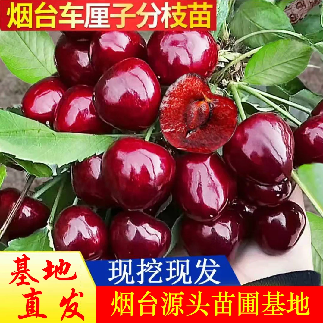 普通【2公分左右车厘子大樱桃苗】南北方盆栽地栽耐寒种植基地发货