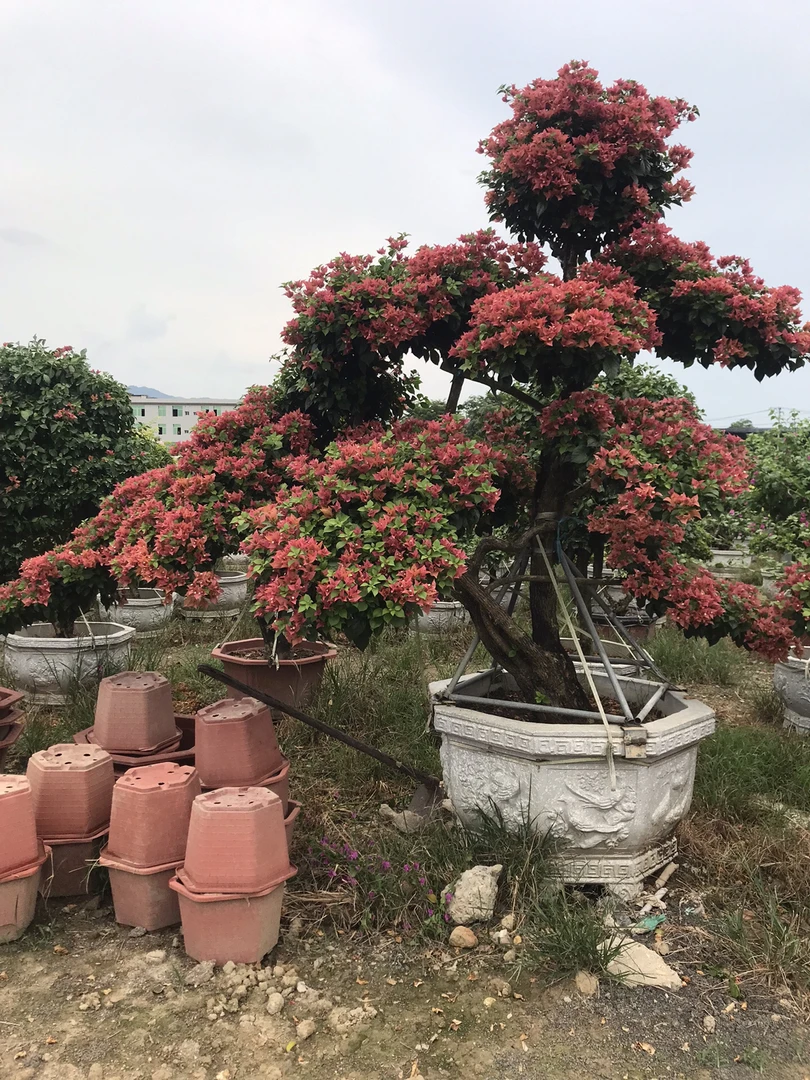 三角梅老桩配德罗