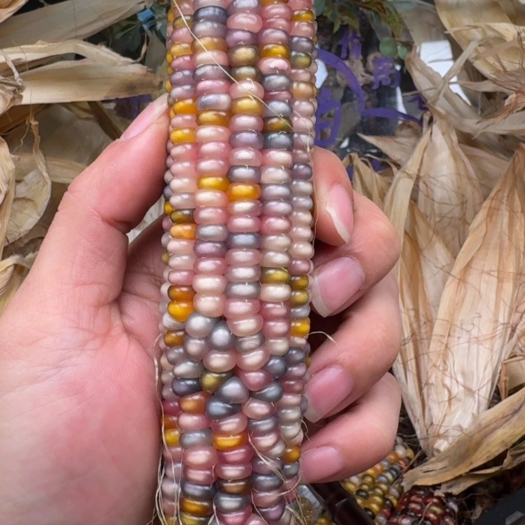 柏香籽/百香籽吊坠米***作