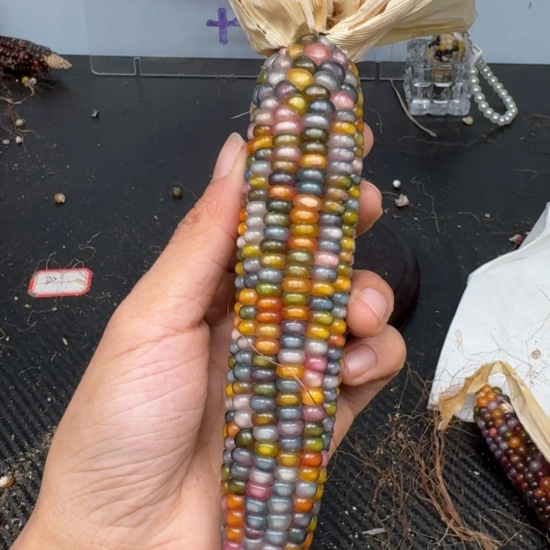 柏香籽/百香籽吊坠?***七