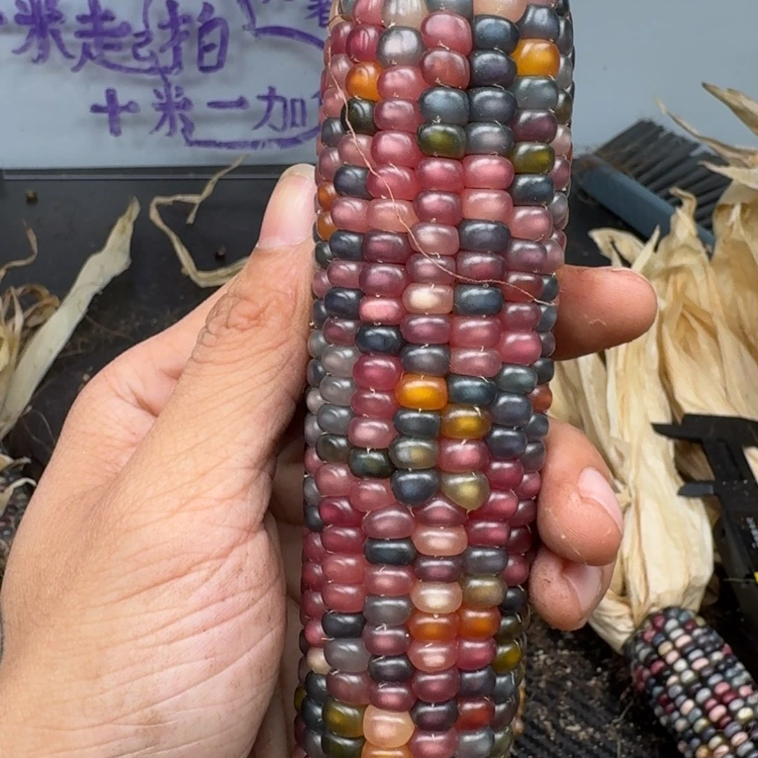 柏香籽/百香籽吊坠f****g