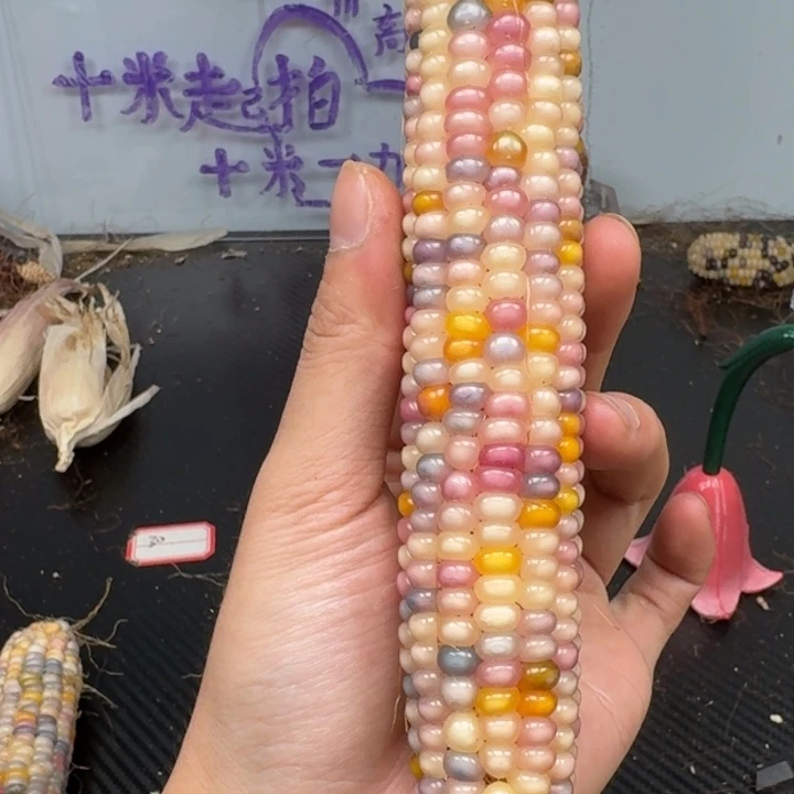 柏香籽/百香籽吊坠小**乱