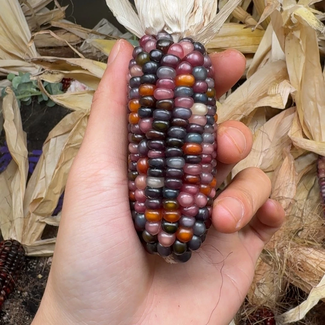 柏香籽/百香籽吊坠青*瓷