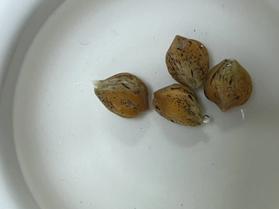 柏香籽/核桃/文玩配饰