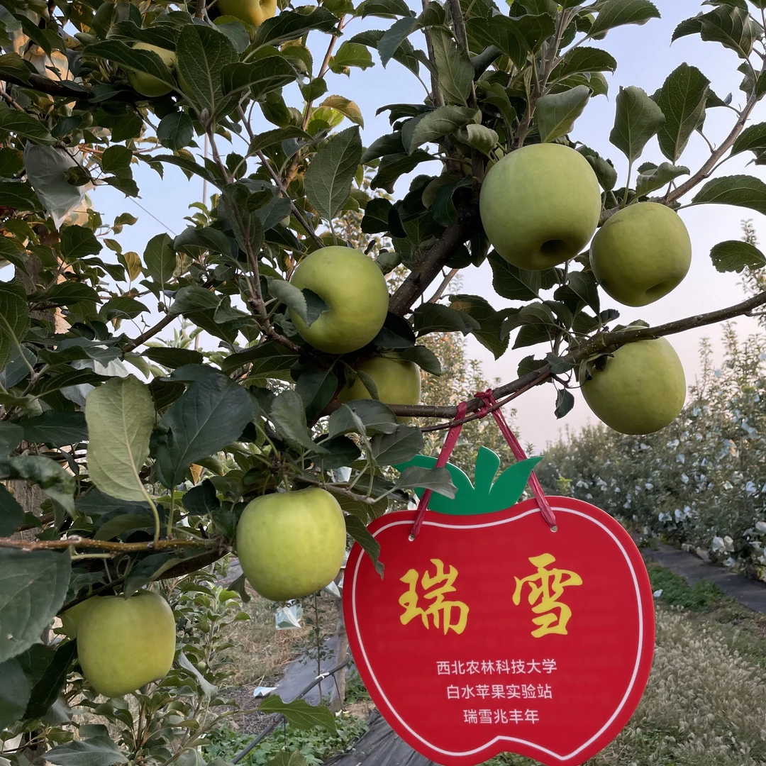 新鲜苹果瑞雪青苹果现摘现发脆甜多汁顺丰包邮