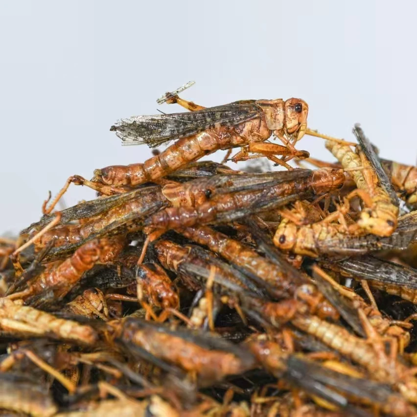 烘焙蚂蚱香酥蚂蚱麻辣蚂蚱网红香酥蚂蚱烘干蚂蚱