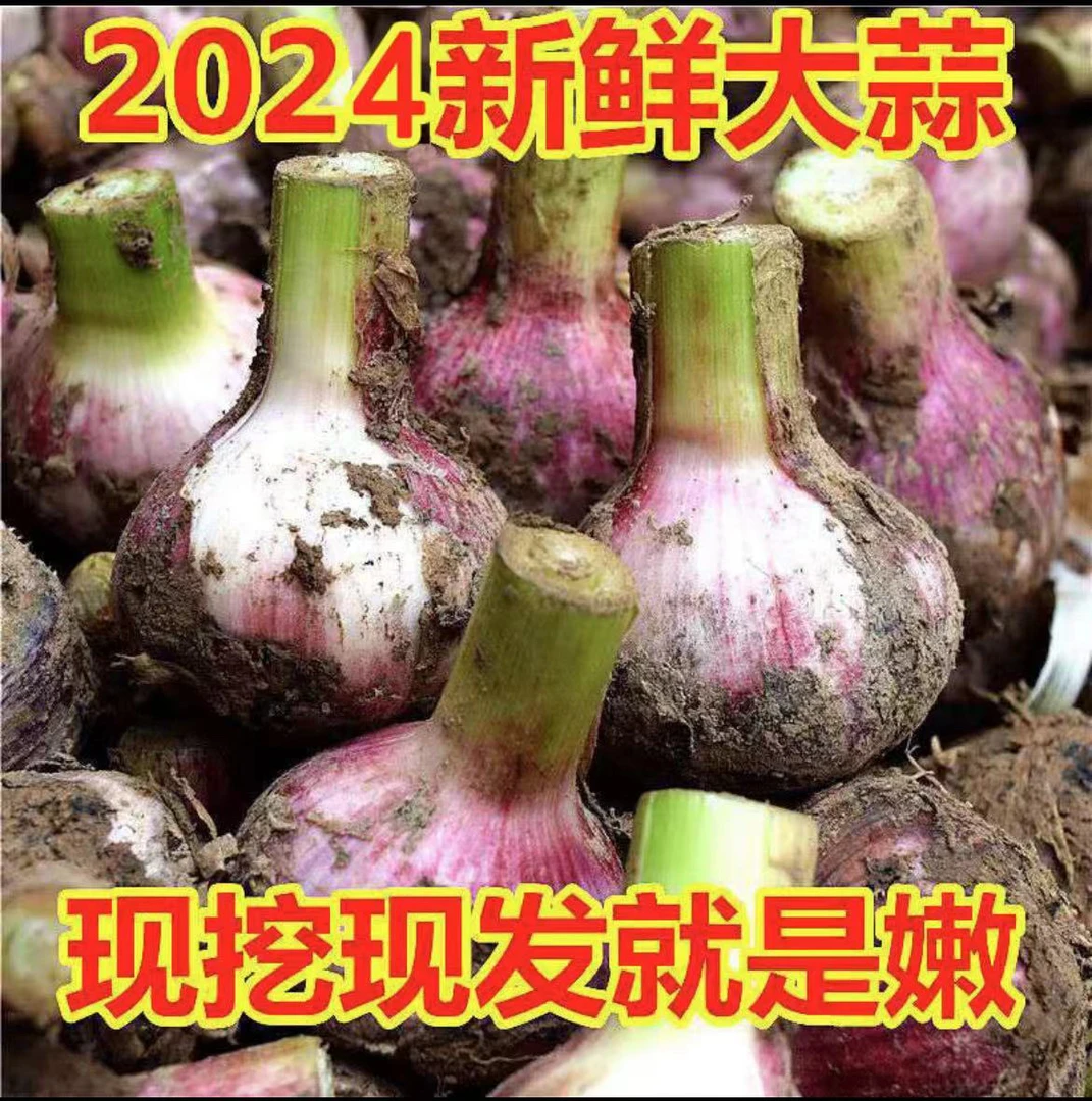 河南开封新鲜大蒜头现挖现发1/3/5斤精品大蒜可腌糖蒜#饱满鲜嫩