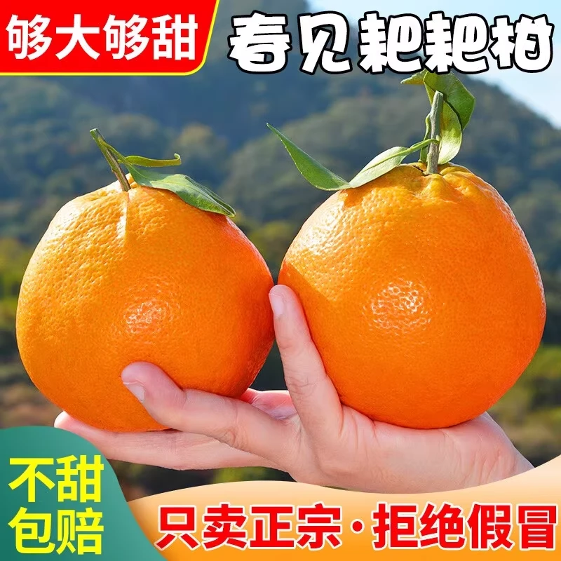 四川正宗春见耙耙柑当季成熟孕妇水果新鲜采摘香甜无核整箱包邮