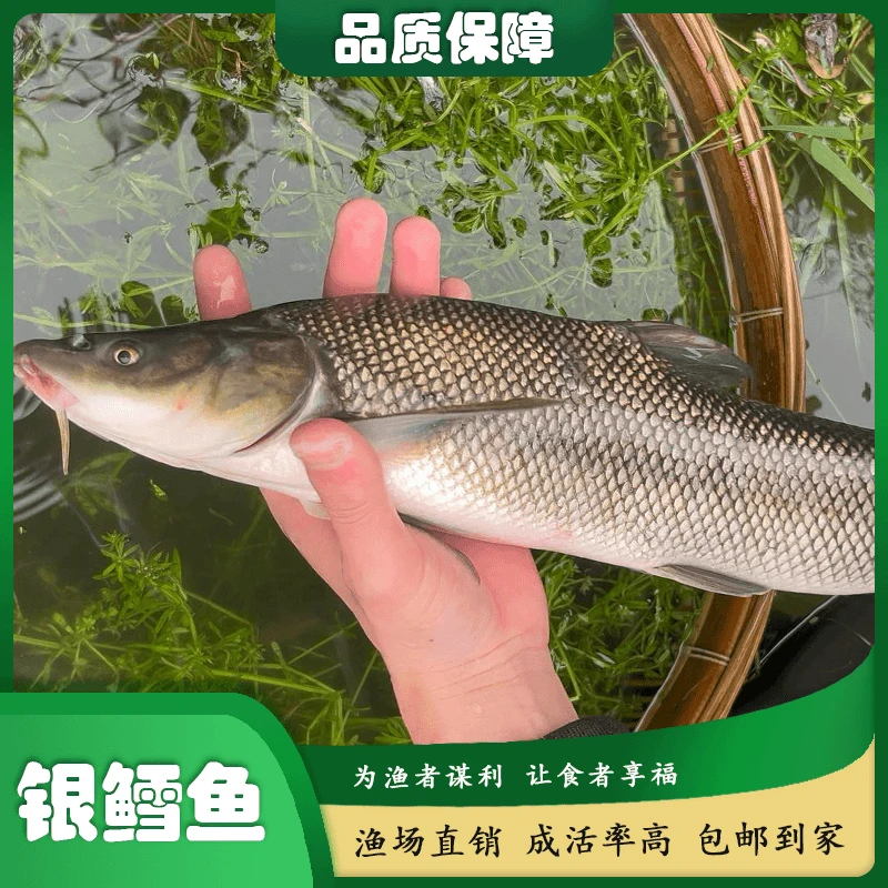 四川银鳕鱼淡水常温鱼类杂食性可食用可观赏活体鱼草鱼食性习性
