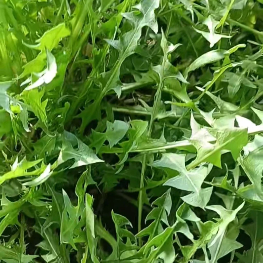 新鲜婆婆丁2斤.现挖现发顺丰包邮