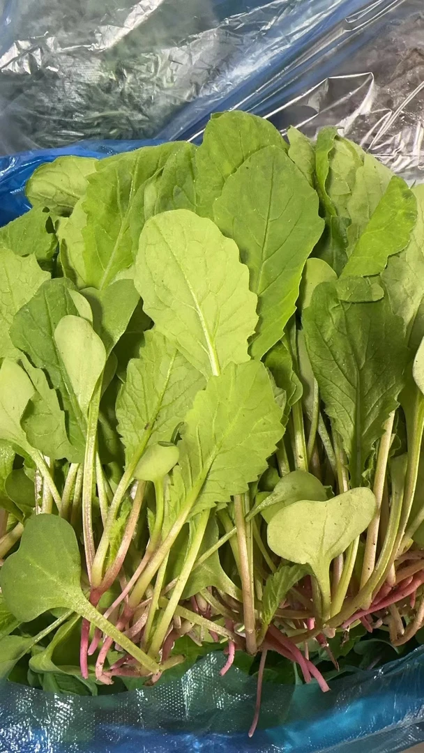 东北小水萝卜菜1斤/1.5斤(500克)顺丰空运包邮