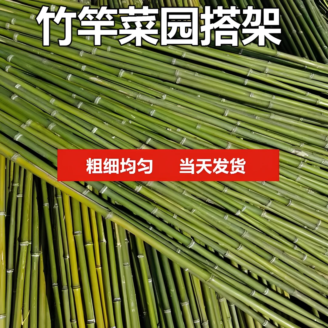 小竹竿蔬菜爬藤竹竿架种菜园搭架豆角架篱笆栅栏彩旗杆细竹子包邮