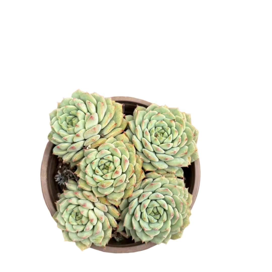 【熊猫脸 120 】多肉植物 云南基地直发新手阳台养护 脱土发货