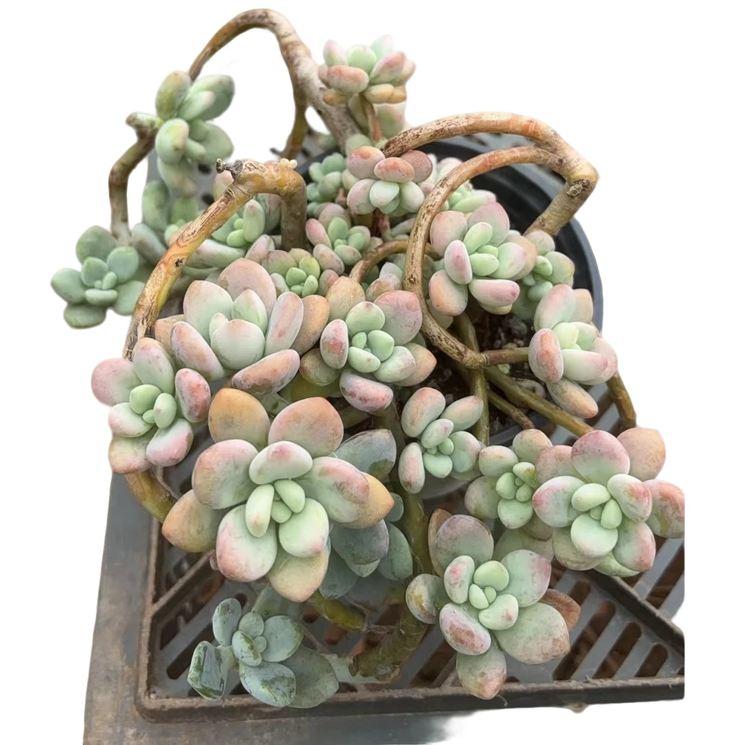 【红洛神 母本】多肉植物 云南基地直发新手阳台养护 脱土发货