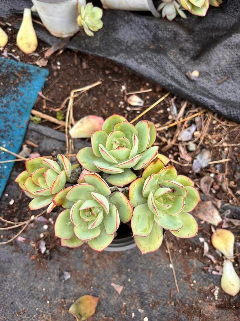 【牡丹亭 不大 带桩】多肉植物云南基地直发新手阳台养护脱土18包邮